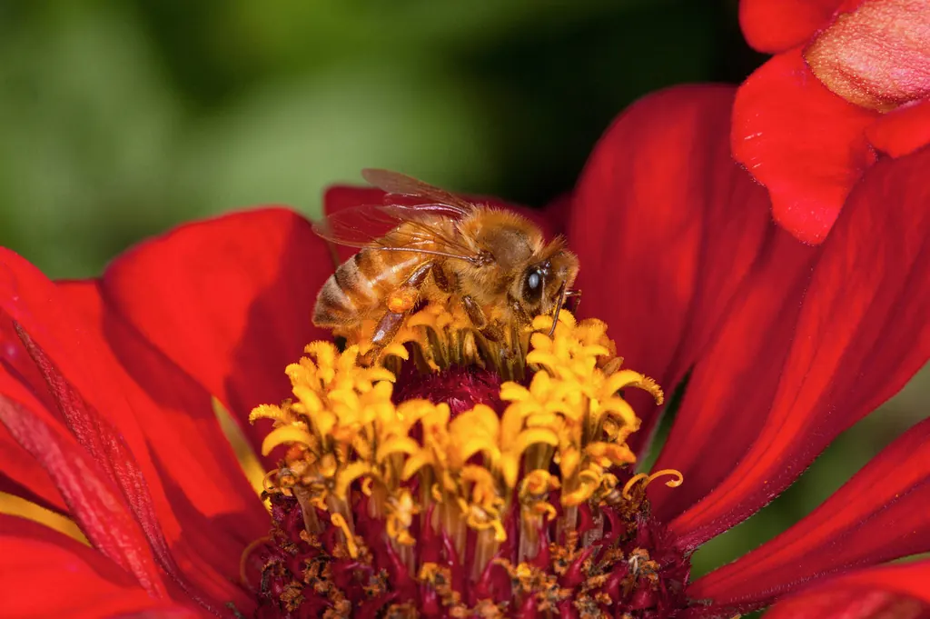 A honey bee on a red zinnia flower.